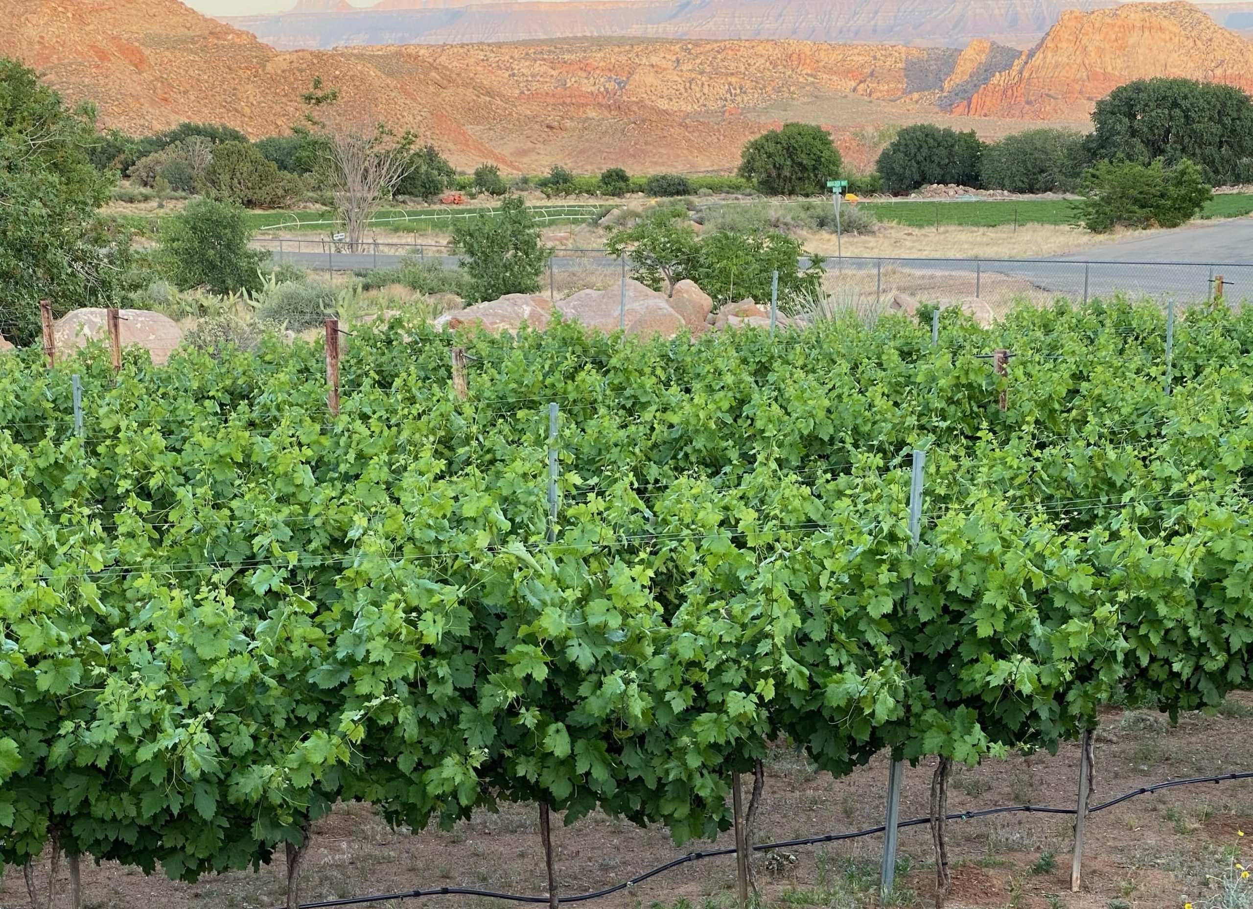 Zion Vineyards