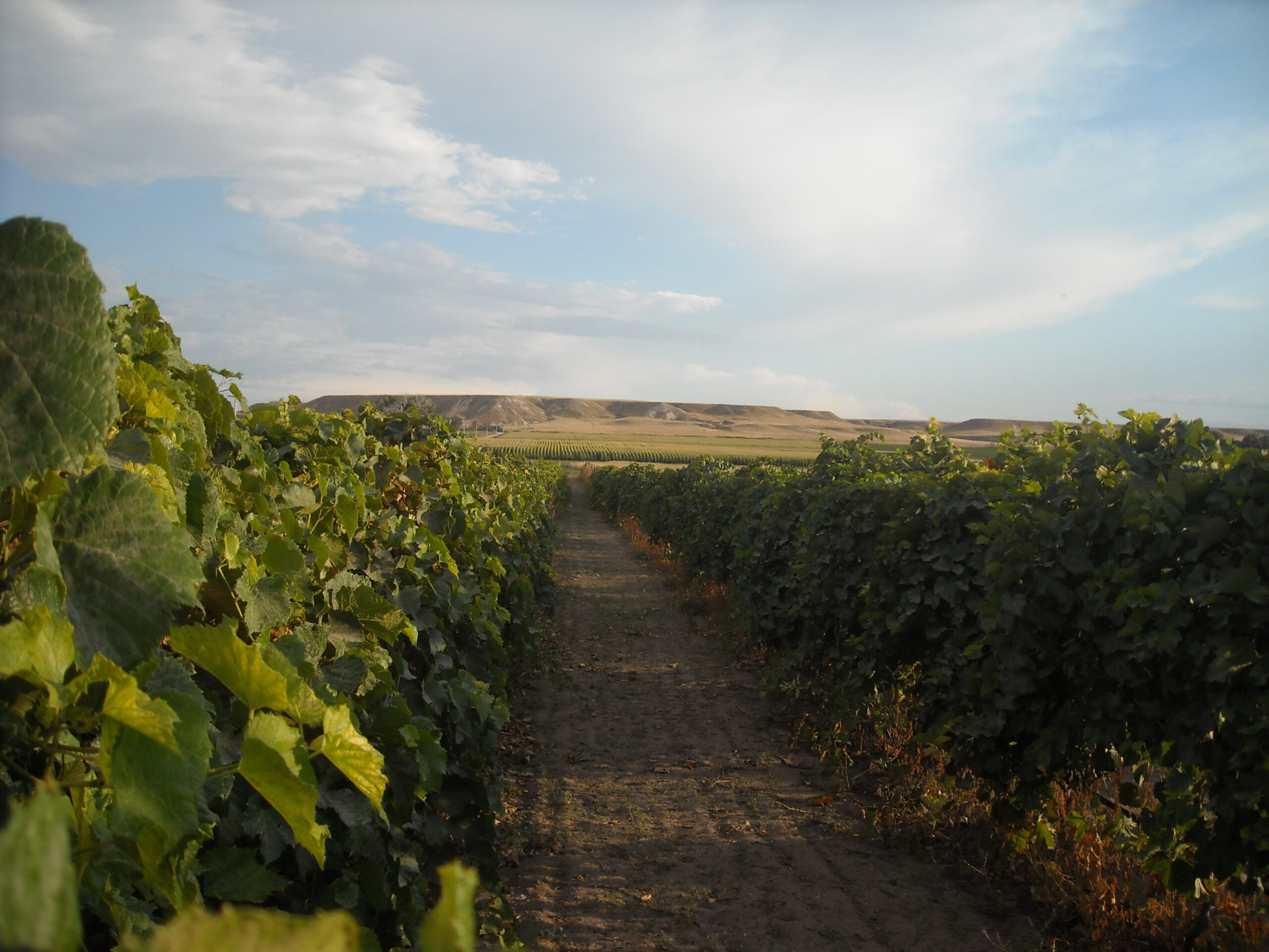 High Plains Vineyard & Winery (Table Mountain Vineyards / Wyo Wine)